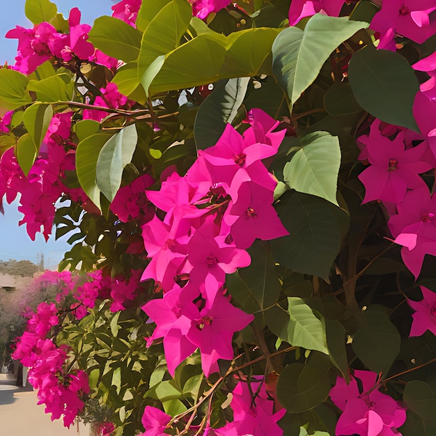 Foto ein busch mit pinkfarbenen blüten, auf denen ein stern steht