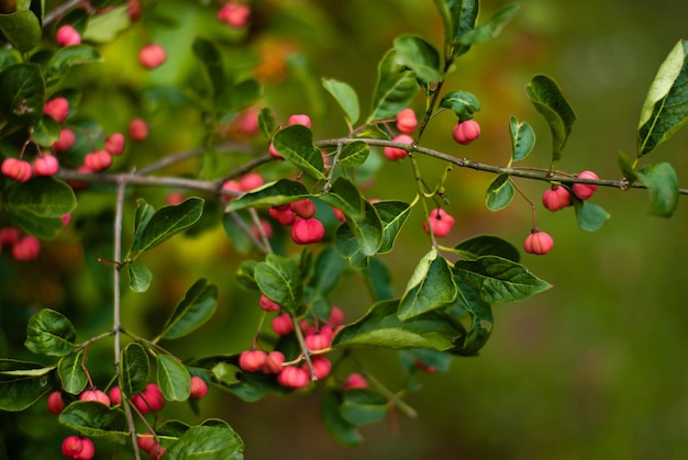 ein Busch mit rosa Beeren. ein grüner Busch. ein Baum mit Beeren