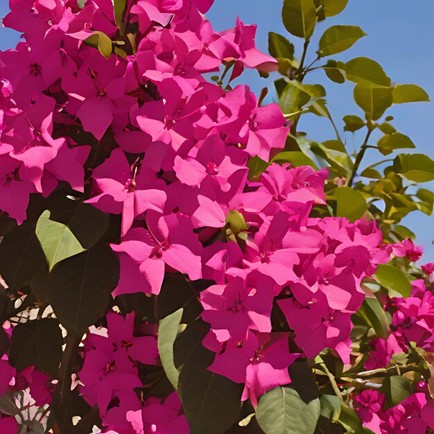 Foto ein busch mit rosa blüten, die blühen