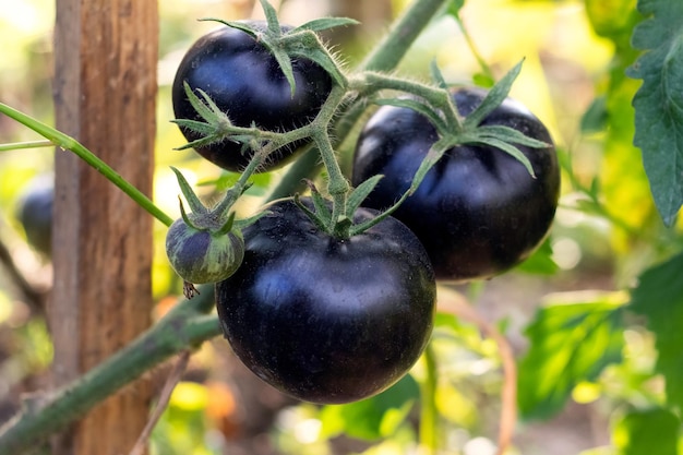 Ein Busch mit schwarzen Tomaten auf dem Bett