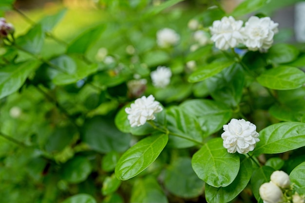 Ein Busch mit weißen Blüten darauf, auf dem „weiß“ steht