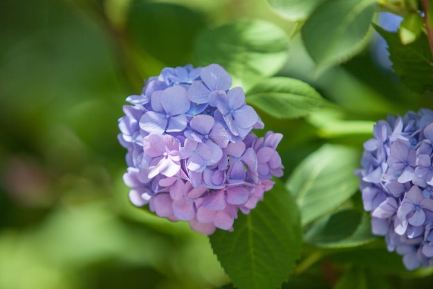 Ein Busch von Hortensien schöner Blumenhintergrund