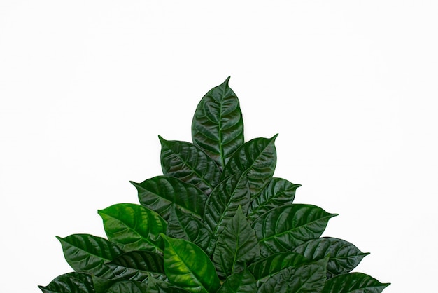 Foto ein bush des grüns verlässt auf weißem getrenntem hintergrund.