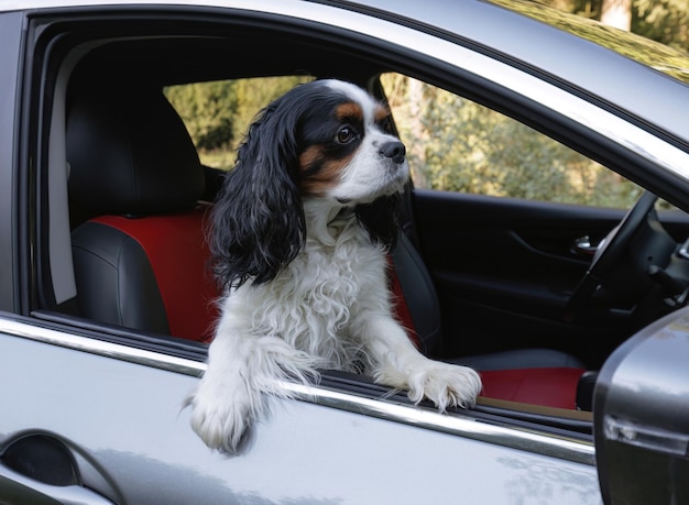 Ein Cavalier King Charles Spaniel Hund sitzt in einem Auto und schaut aus dem Fenster in den Wald