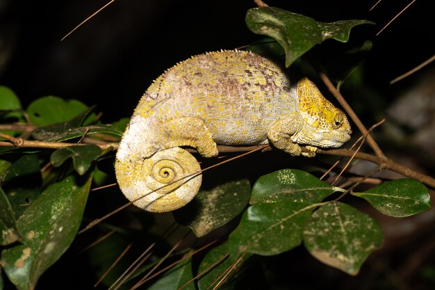 Ein Chamäleon auf einem Ast im Regenwald Madagaskars