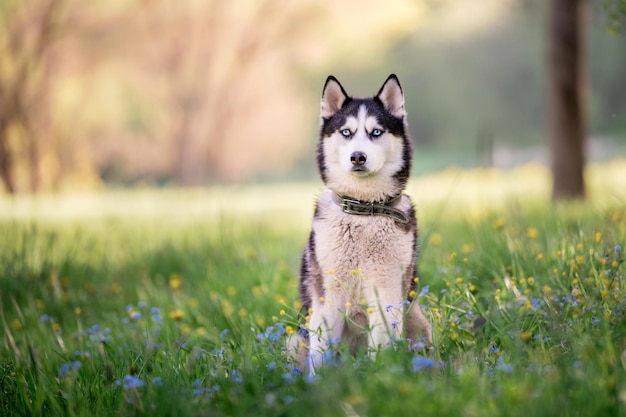 Ein charmanter Hund der Siberian Husky-Rasse geht in einem Halsband in der Natur im Park spazieren