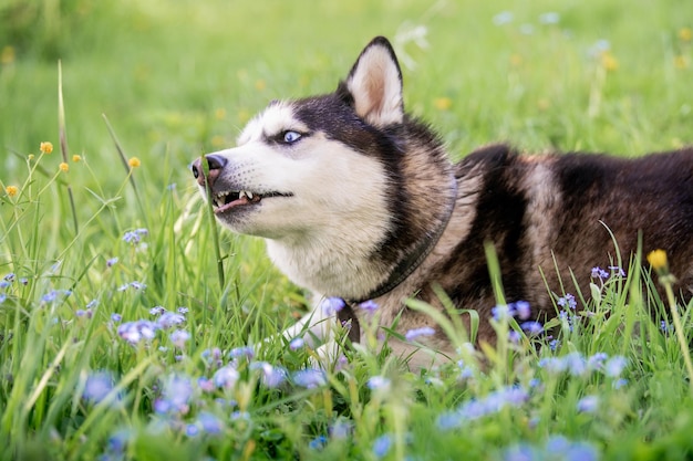 Ein charmanter Hund der Siberian Husky-Rasse läuft in einem Halsband in der Natur im Park, liegt zwischen den blauen Vergissmeinnichten und frisst Gras