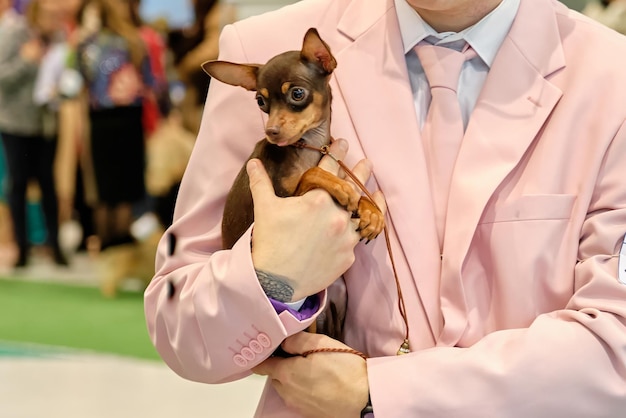 Ein Chihuahua-Hund in den Armen eines Mannes in einem hellrosa Anzug