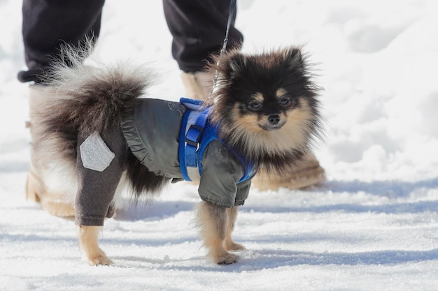 Ein Chihuahua-Hund in einer Winterjacke geht im Schnee