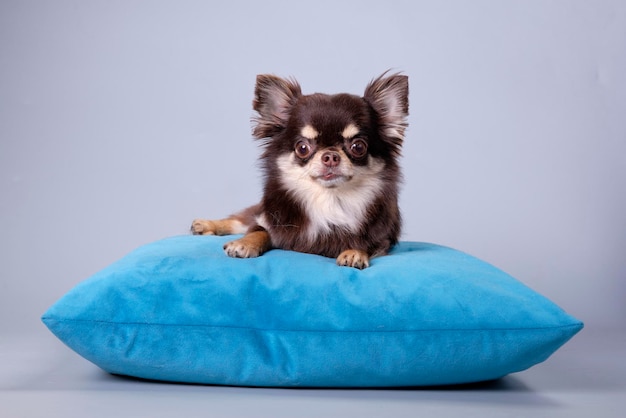 Ein Chihuahua-Hund mit langem Mantel liegt auf einem Kissen auf einem grauen Hintergrund