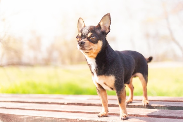 Ein Chihuahua steht auf einer Bank Tierporträt-Mini-Hund