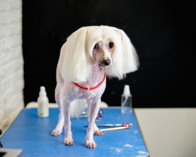 Ein chinesischer Schopfhund steht auf einem Pflegetisch