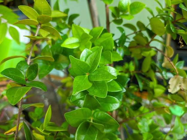 Foto ein close-up von kleinen grünen blättern