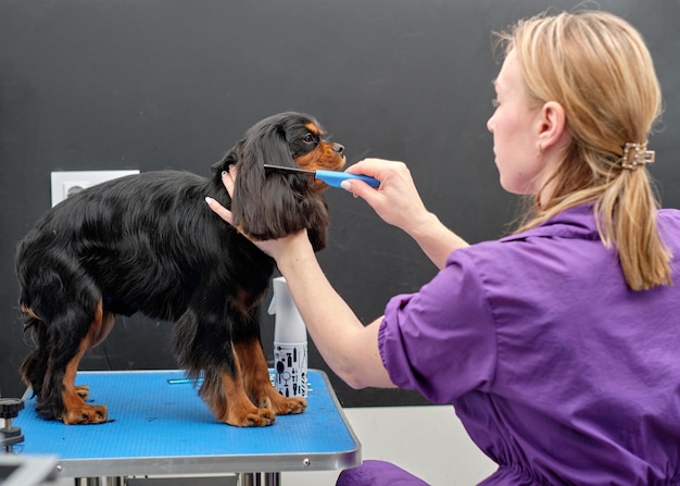 Ein Cockerspaniel steht auf einem Tisch, während er von einer Frau gepflegt wird