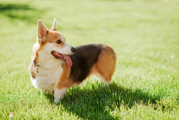 Ein Corgi-Hund auf einem Hintergrund von grünem Gras an einem sonnigen Tag im Park