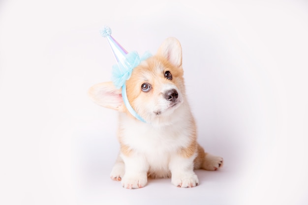 Ein Corgi-Welpe isoliert auf weißem Hintergrund