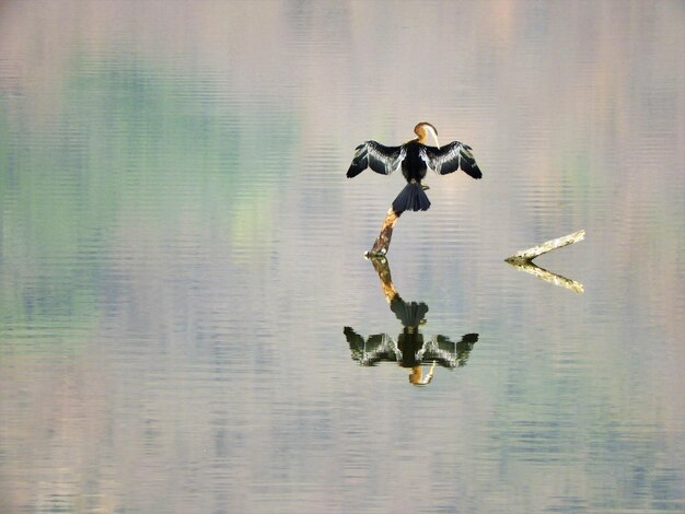 Foto ein darter-schlangenvogel trocknet sich in einem see im ranthambhore-tigerreservat