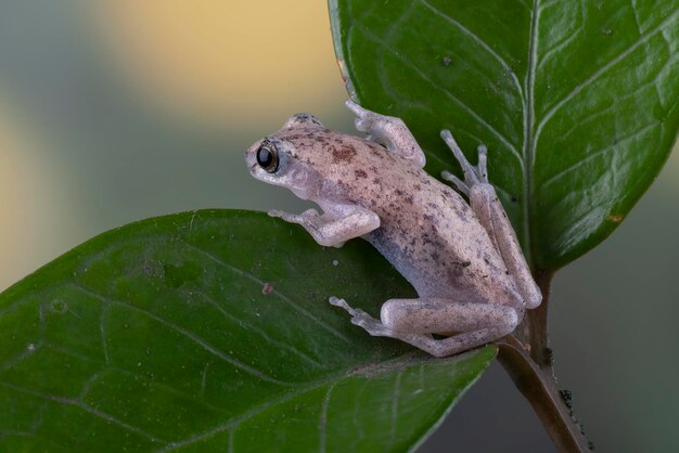 Ein Dessertbaumfrosch sitzt auf einem Blatt