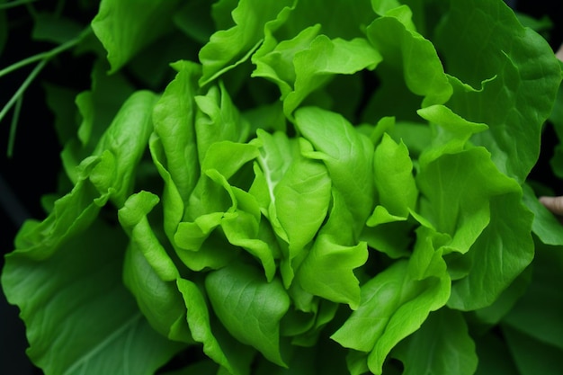 Ein detailliertes Bild von frischem, lebendigem Salat, der bereit ist, zu Salaten und gesunden Gerichten hinzugefügt zu werden. Generiert von KI