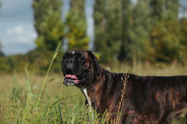 Ein deutscher Boxer der großen Hunderasse auf einem Spaziergang in der heißen Jahreszeit