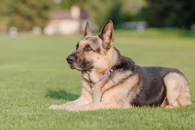 Ein deutscher Schäferhund, der auf einer Wiese liegt