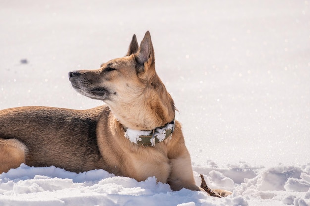 Ein deutscher Schäferhund, der im Schnee liegt