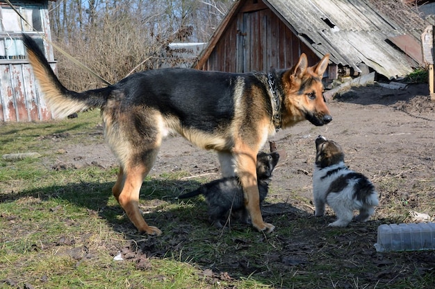 Foto ein deutscher schäferhund spielt mit zwei welpen auf dem rasen auf dem land