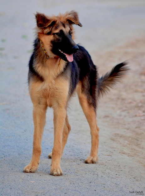 Ein Deutscher Schäferhund steht auf einem Feldweg.