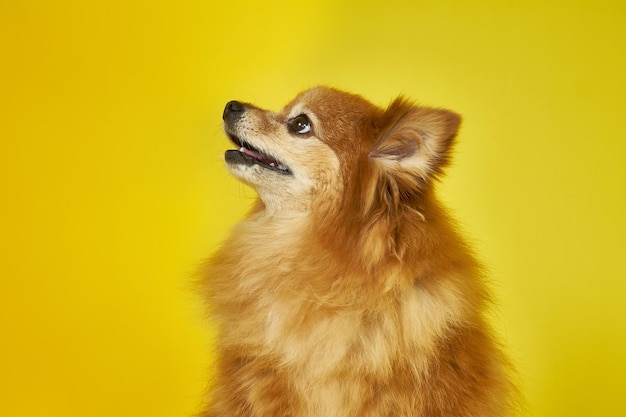 Ein deutscher Spitzhund blickt auf einen gelben Hintergrund