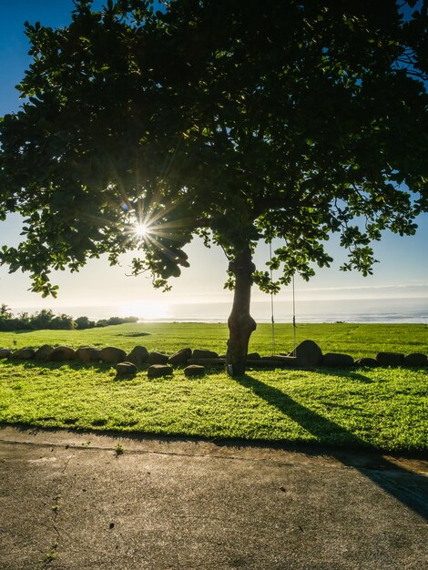 Ein dichter Baum mit Blick auf das Meer