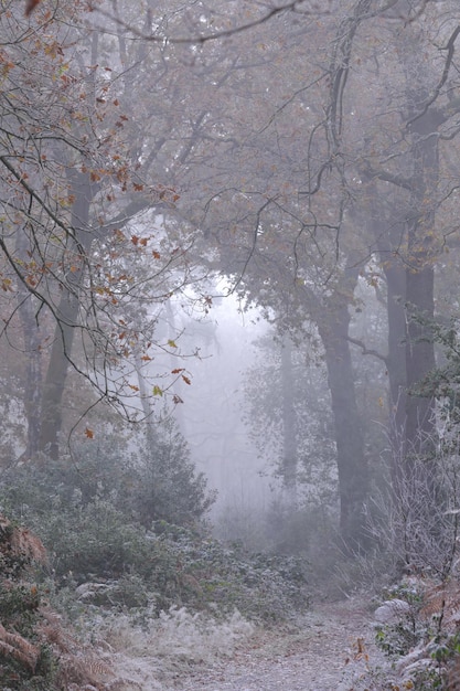 Ein dichter, nebliger Wald mit Bäumen und Sträuchern