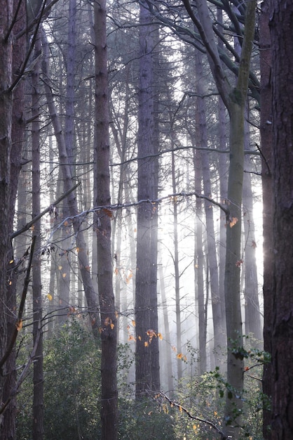 Ein dichter, nebliger Wald mit Bäumen und Sträuchern