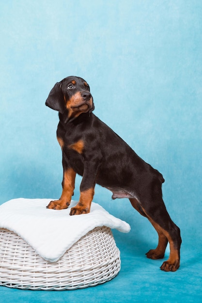 Ein Dobermann-Welpe steht mit seinen Vorderpfoten auf einem Korb auf einem Blau