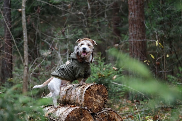 Ein drahthaariger Jack Russell Terrier mit Bart in einer khakifarbenen Jacke steht auf Baumstämmen im Wald Militärisches Hundekonzept Verschwommener Hintergrund für die Inschrift