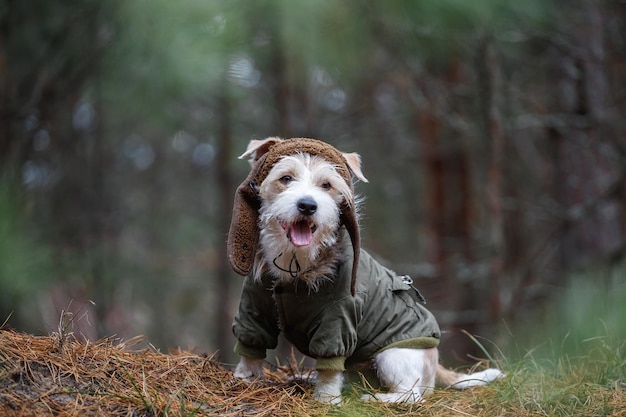 Ein drahthaariger Jack Russell Terrier mit einem Bart in einem braunen Hut und einer khakifarbenen Jacke sitzt auf Baumstämmen im Wald Militärhundekonzept Verschwommener Hintergrund für die Inschrift