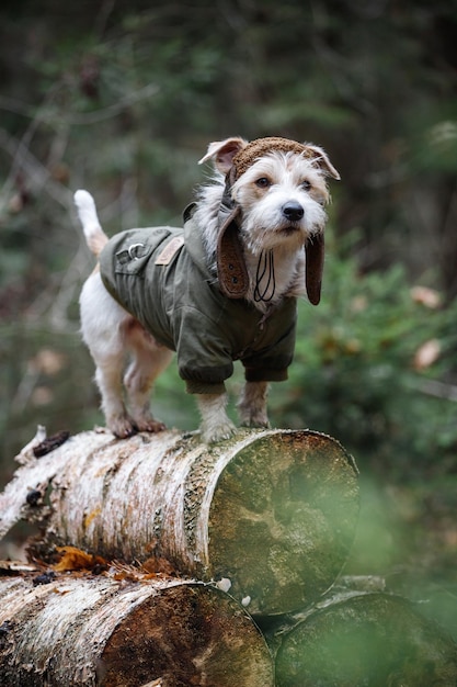 Ein drahthaariger Jack Russell Terrier mit einem Bart in einem braunen Hut und einer khakifarbenen Jacke steht auf Baumstämmen im Wald Militärisches Hundekonzept Verschwommener Hintergrund für die Inschrift