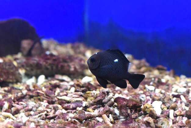 Ein dreipunktiger Dascyllus im Aquarium aus nächster Nähe