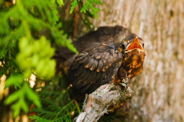 Ein Drosselküken sitzt auf einem Ast mit offenem Schnabel auf der Suche nach Nahrung Der Vogel ist eine kleine Amsel, die auf einem Baum sitzt