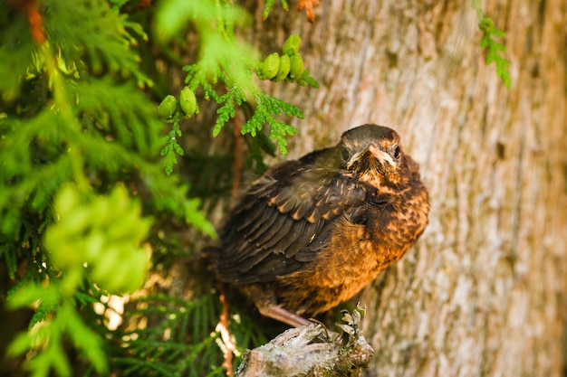 Ein Drosselküken sitzt auf einem Baumzweig Der Vogel ist eine kleine Amsel, die auf dem Baum sitzt