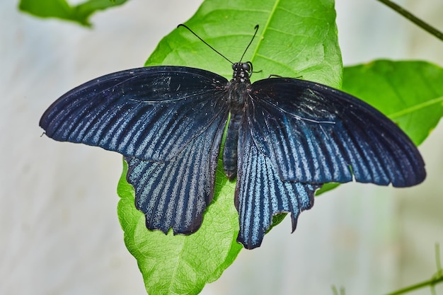 Ein dunkelblauer Schmetterling ruht auf grünen Blättern