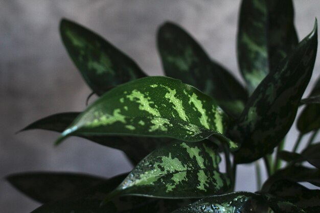 Ein dunkles Blatt einer Hausblume mit hellen Flecken auf grauem Hintergrund