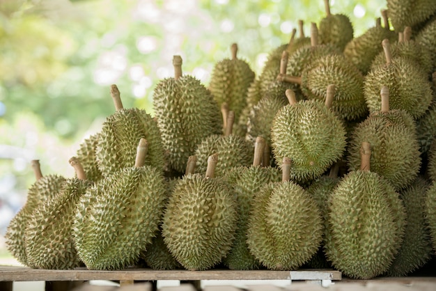 Ein Durianbaum im Garten, Durian ist König der Früchte in Asien Thailand