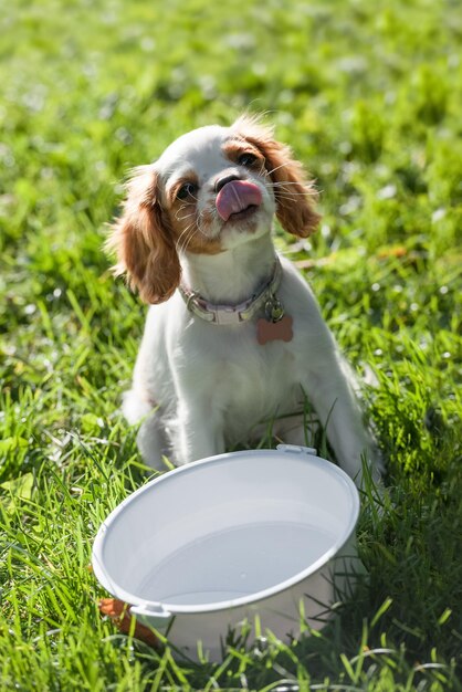 Foto ein durstiger spaniel-hündchen leckt wasser aus einer schüssel