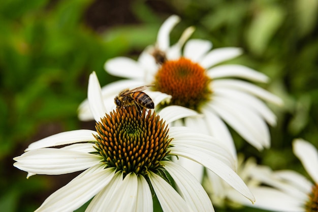 Ein Echinacea mit einer Biene darauf