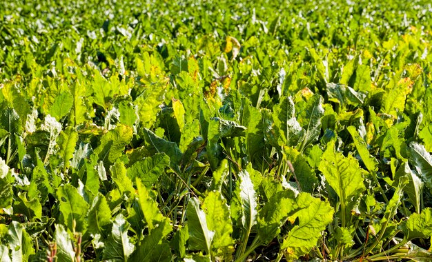 Ein echtes landwirtschaftliches Gebiet, in dem landwirtschaftliche Tätigkeiten ausgeübt werden, um eine große Ernte von Zuckerrüben zu erzielen