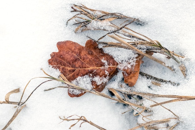 Ein Eichenblatt und trockenes Gras sind mit weißem Schnee bedeckt