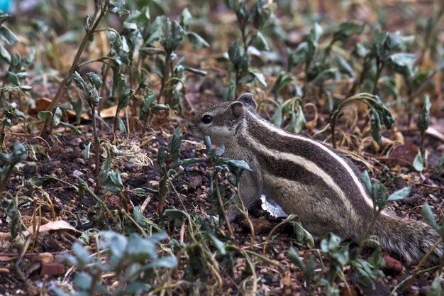 Ein Eichhörnchen auf dem Boden in seinem natürlichen Lebensraum