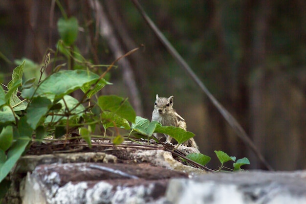 Foto ein eichhörnchen auf dem felsen hielt inne und schaute neugierig