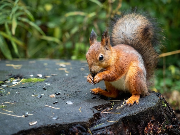 Foto ein eichhörnchen auf einem baumstumpf sammelt nüsse oder samen.