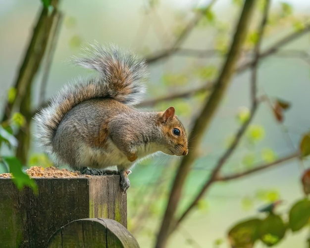 Ein Eichhörnchen auf einem Pfosten im Wald